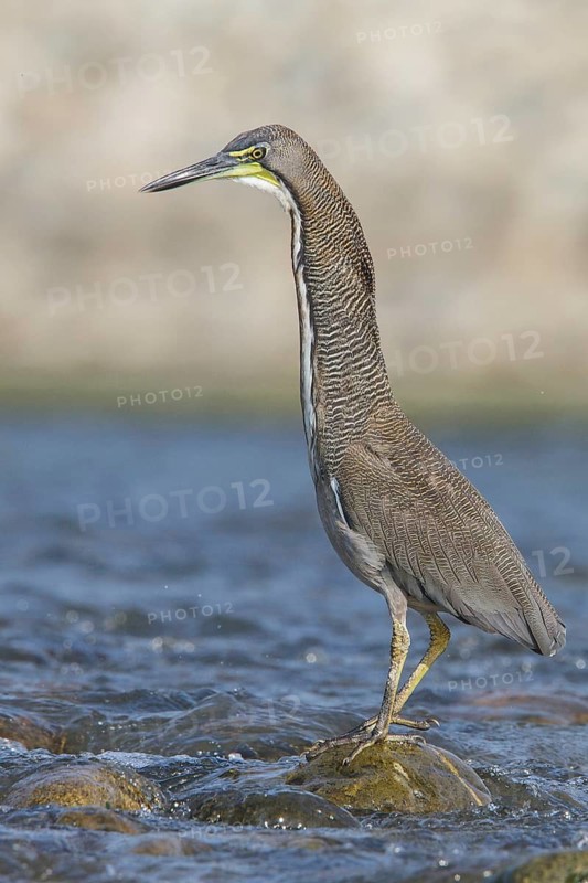 Fasciated Tiger Heron (Tigrisoma fasciatum) along a river in Manu National Park, Peru