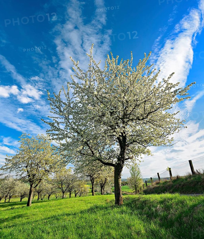 Blossoming cherry trees in a meadow orchard in spring, Freyburg, Burgenlandkreis, Saxony-Anhalt, Germany