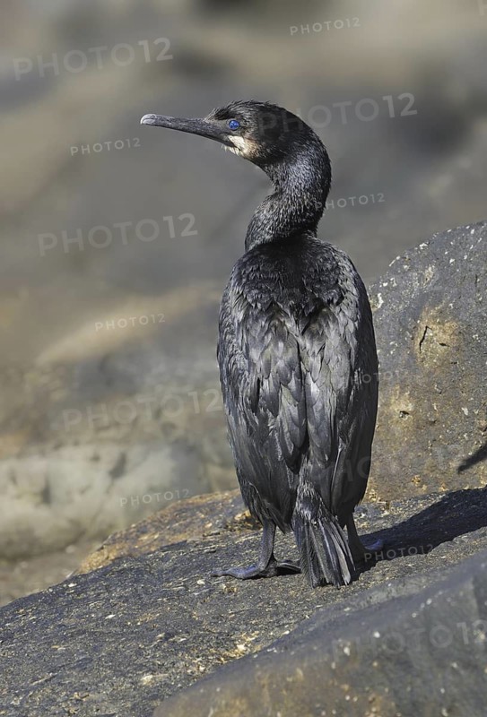 Brandt's Cormorant (Phalacrocorax penicillatus), British Columbia, Canada