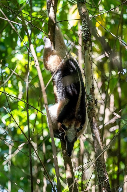 Northern tamandua (Tamandua mexicana), climbing a tree in the rainforest, Corcovado National Park, Osa, Puntarena Province, Costa Rica