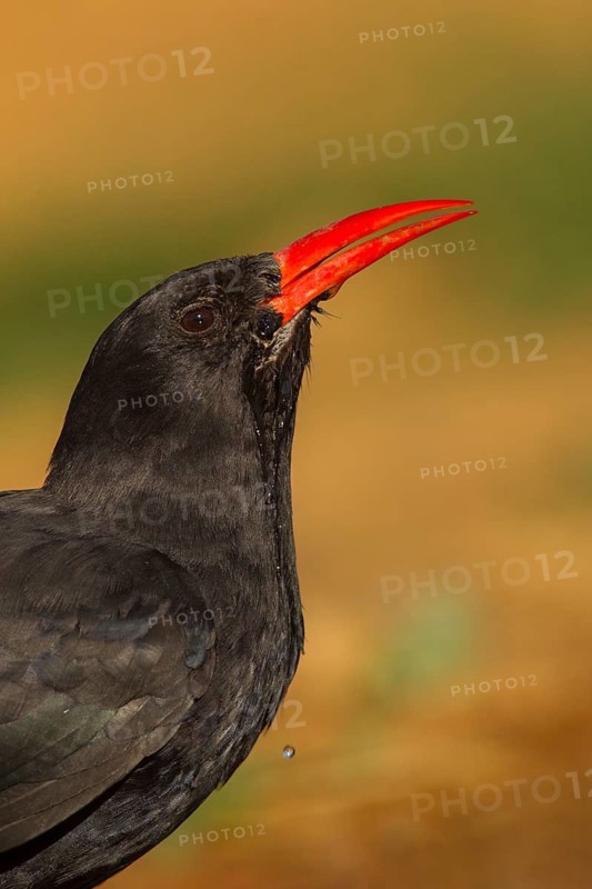 Red-billed Chough (Pyrrhocorax pyrrhocorax barbarus), Saragossa, Spain