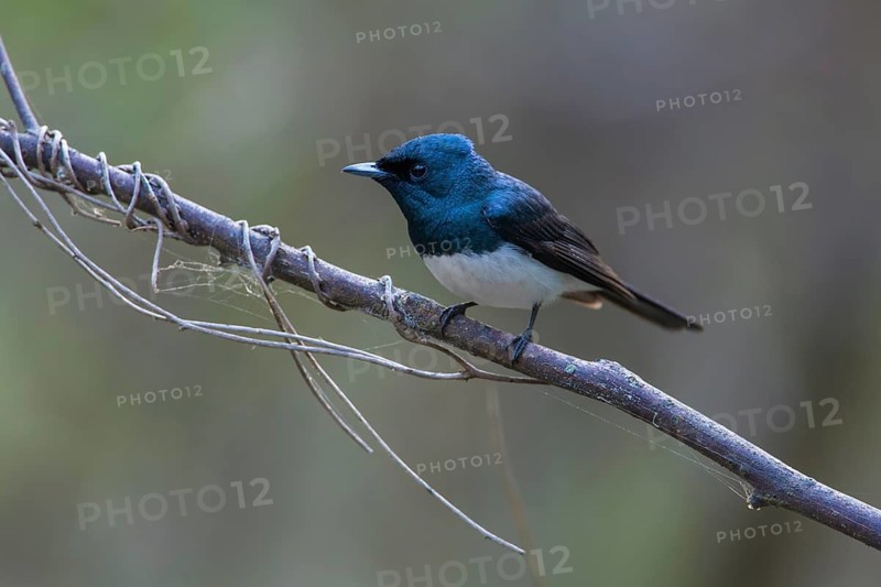 Satin Flycatcher (Myiagra cyanoleuca) male perched on a branch, Victoria, Australia