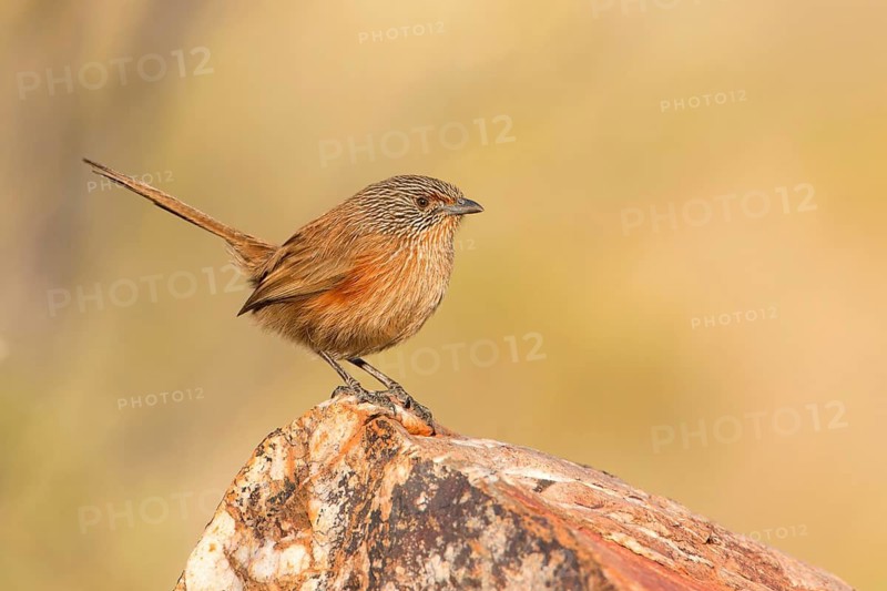 Dusky Grasswren (Amytornis purnelli) female, Northern Territory, Australia