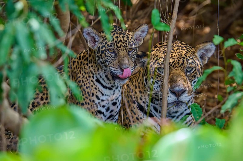 Two jaguars a young in the jungle, one licking its lips while looking out of its hiding place, Jaguar (Panthera onca), Pantanal, Mato Grosso, Brazil