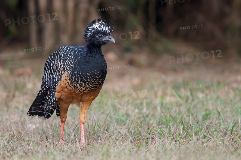 Bare-faced Curassow (Crax fasciolata) in the Pantanal region of Brazil