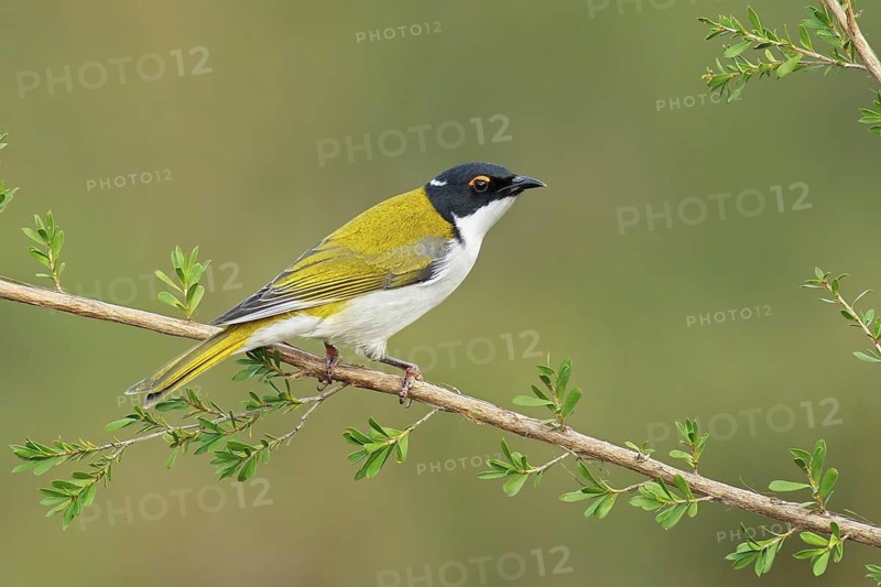 White-naped Honeyeater (Melithreptus lunatus), Victoria, Australia