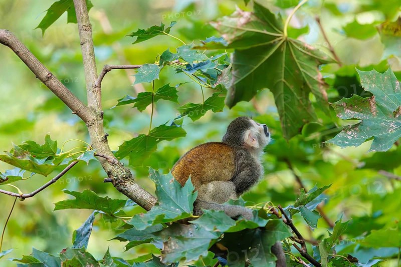 A Central American squirrel monkey (Saimiri oerstedii) looks for food in a green bush. Costa Rica, Central America