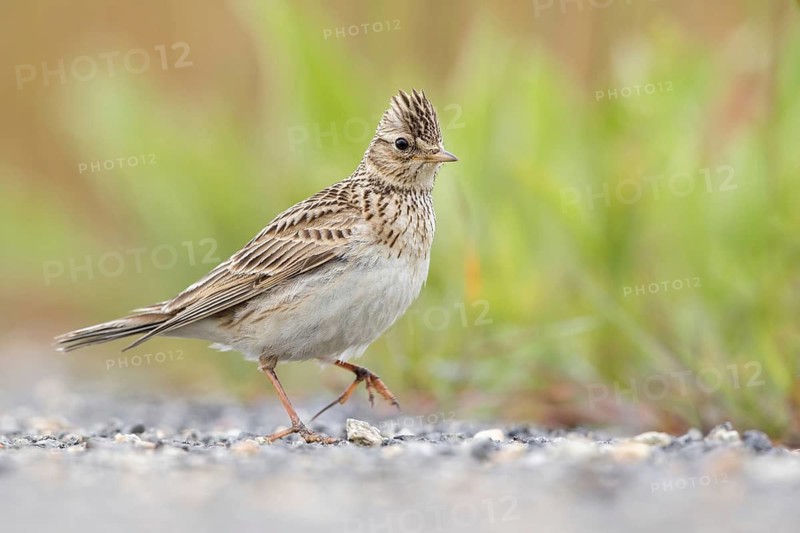 Eurasian Skylark (Alauda arvensis) male perched on the ground, Poland