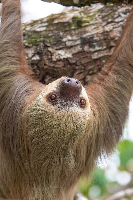 Male two toed sloth (Choloepus didactylus) hanging upside down and climbing on almond tree. Beach, Punta Uva, Limon, Caribbean, Costa Rica