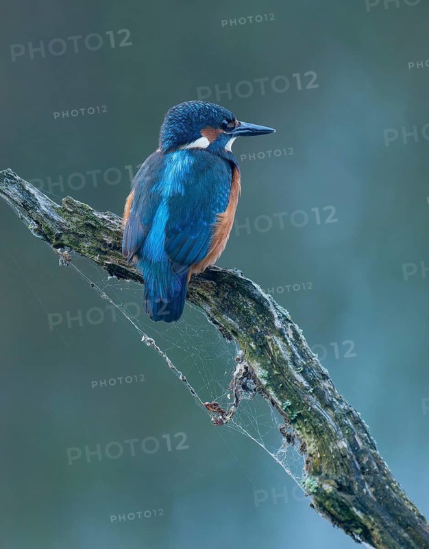 Kingfisher (Alcedo atthis) sitting on an old branch, perch and looking for prey, Lower Saxony, Germany