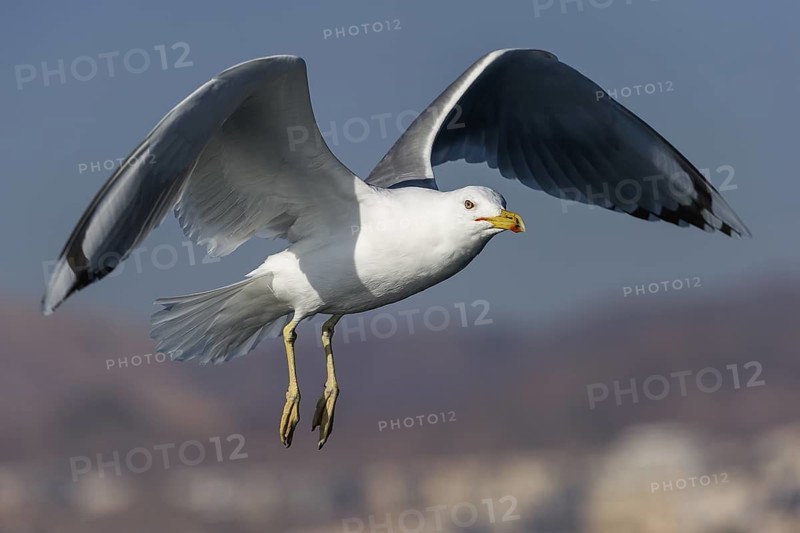 Caspian Gull (Larus cachinnans) flying, Eilat, Israel