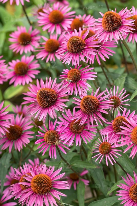 Red coneflower (Echinacea purpurea 'Pica Bella'), Weihenstephan Gardens, Federal Republic of Germany