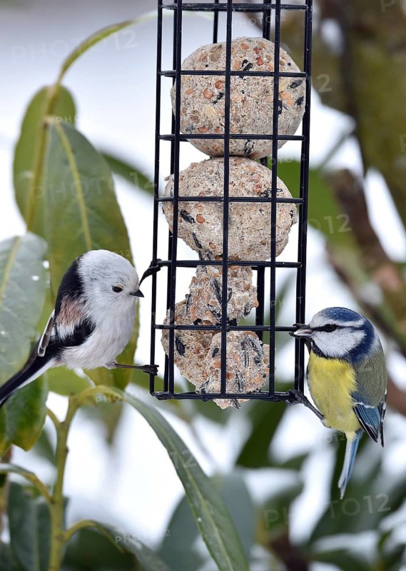 Long-tailed Tit, (Aegithalos caudatus) and Blue Tit, (Cyanistes caeruleus) eat tit dumplings in winter, Schleswig-Holstein, Germany