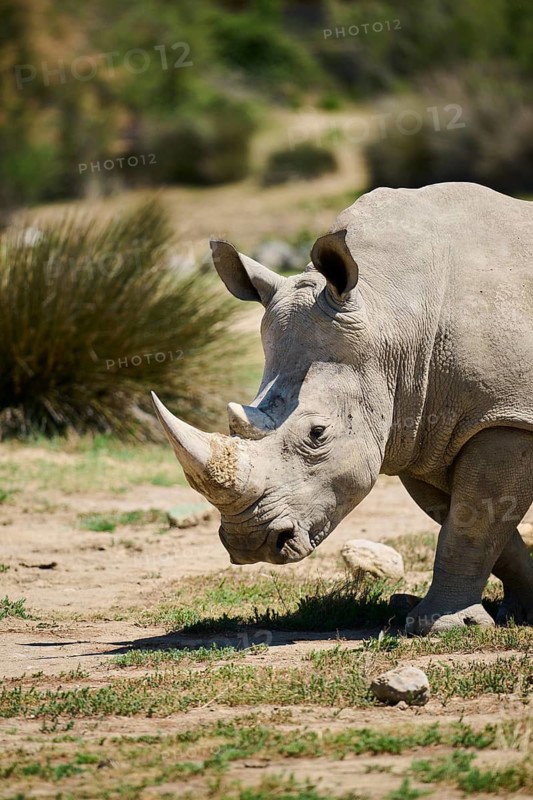 Square-lipped rhinoceros (Ceratotherium simum), walking in the dessert, captive, distribution Africa