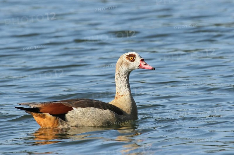 Egyptian Goose (Alopochen aegyptiaca), Lower Saxony, Germany