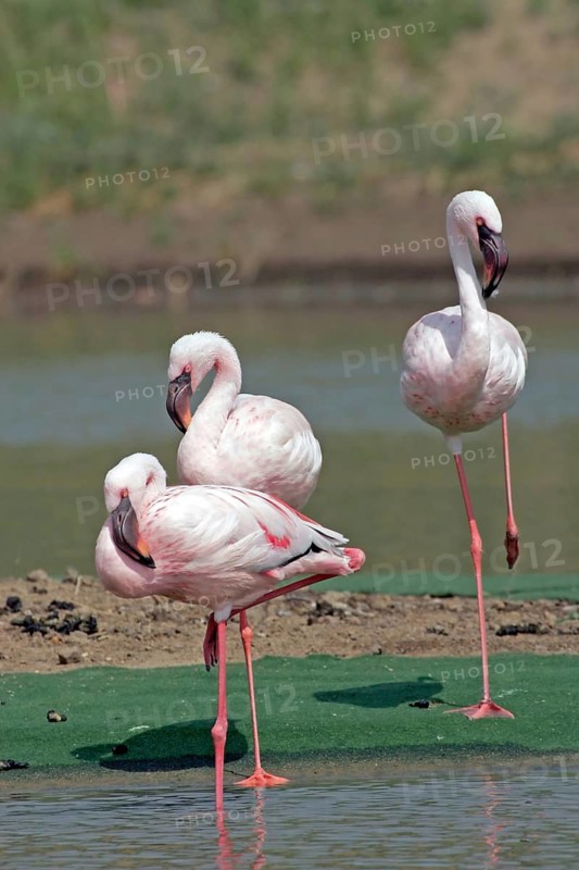 Pink flamingo (Phoenicopterus roseus), flamingo, captive, Münster, North Rhine-Westphalia, Germany