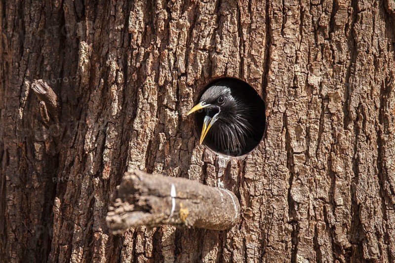 Spotless Starling (Sturnus unicolor), on nest, Castile-La Mancha, Spain