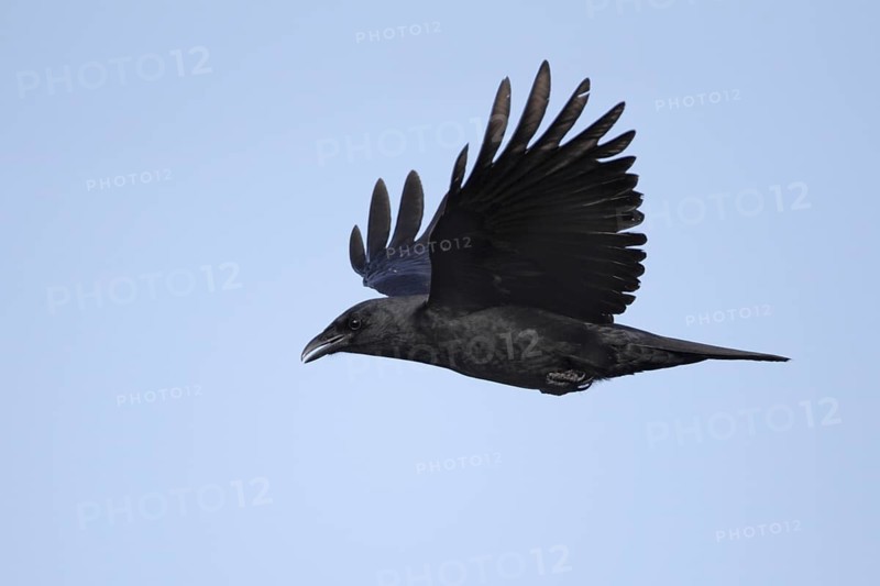 Fish Crow (Corvus ossifragus) flying, Florida, USA