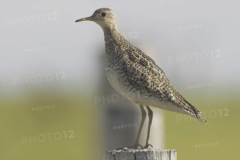 Upland Sandpiper (Bartramia longicauda), Alberta, Canada