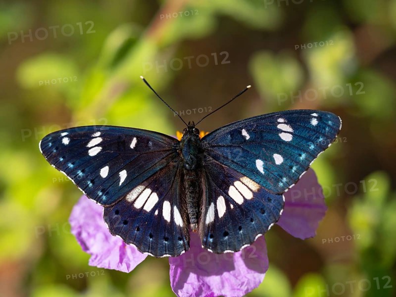 Limenitis reducta, (Limenitis reducta), Southern White Admiral, butterfly, butterfly, Lesbos, Lesbos island, Greece