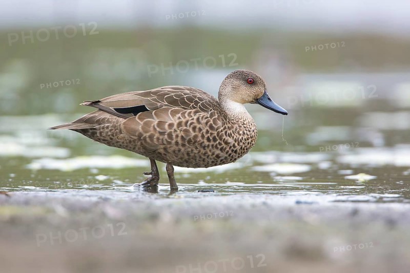 Grey Teal (Anas gracilis), Victoria, Australia