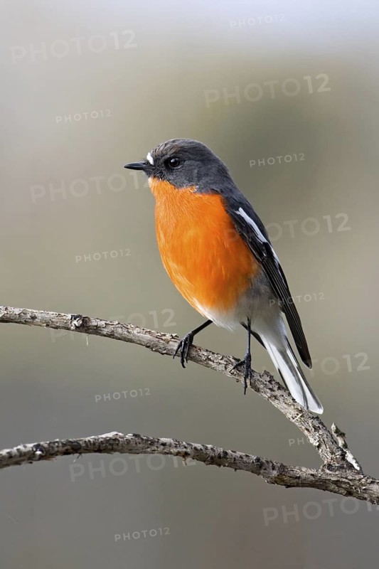 Flame Robin (Petroica phoenicea) male, Australian Capital Territory, Australia