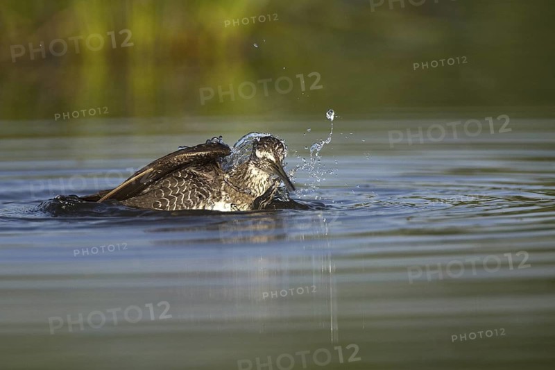 Green Sandpiper (Tringa ochropus), Castile-La Mancha, Spain
