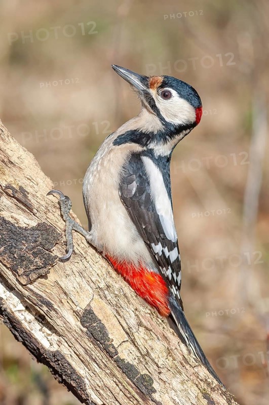 A bird with red and black feathers sits on a branch. Great woodpecker (Dendrocopos major) . Lower Rhine, Alsace, France