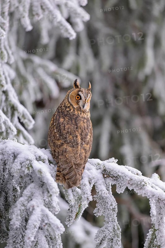 Long-eared owl (Asio otus), sitting on a spruce branch covered with snow and hoarfrost in a winter forest, biosphere reserve, Swabian Alb, Baden-Württemberg, Germany