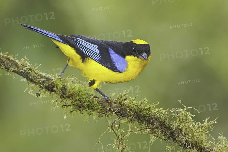 Blue-winged Mountain Tanager (Anisognathus somptuosus), Ecuador