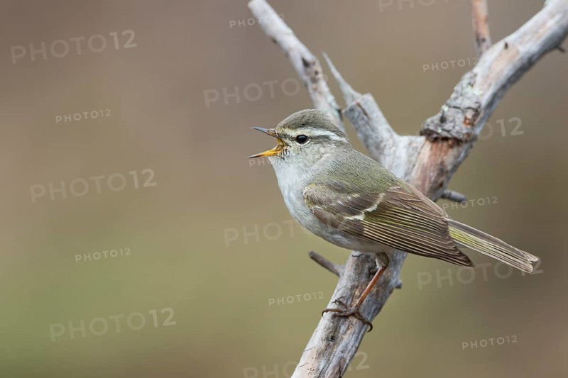 Yellow-browed Warbler - Gelbbrauen-Laubsänger - Phylloscopus inornatus, Russia (Ural)