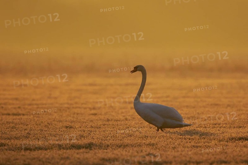Whooper Swan (Cygnus cygnus), North Rhine-Westphalia, Germany