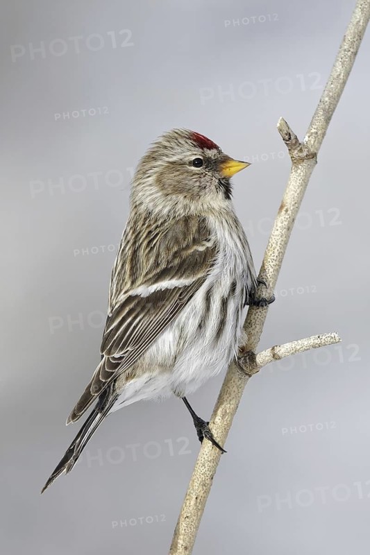Common Redpoll (Acanthis flammea), Ontario, Canada