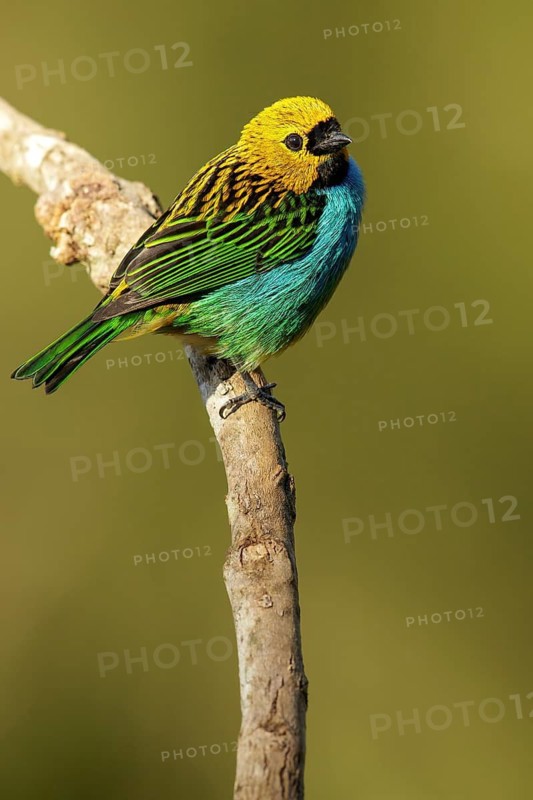 Gilt-edged Tanager (Tangara cyanoventris) perched on a branch in the Atlantic Rainforest Region of Brazil