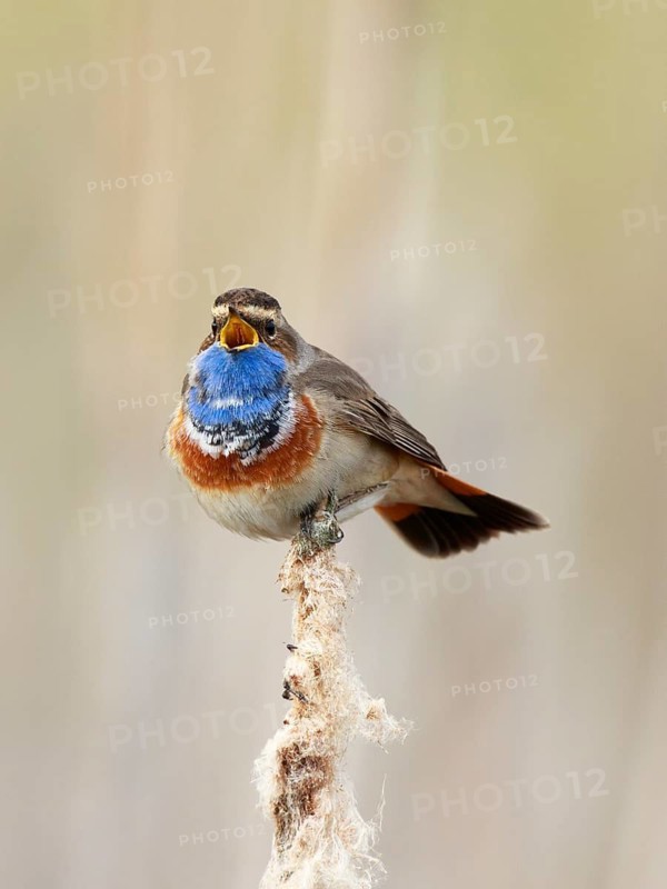 Bluethroat (Luscinia svecica cyanecula) male singing from cattail, Netherlands