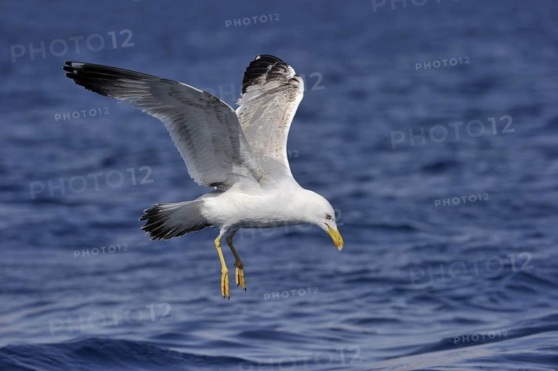 Yellow-legged Gull (Larus michahellis) flying, Eilat, Israel