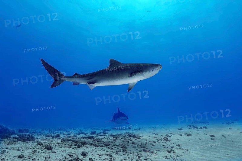 A majestic tiger shark swims gracefully above the sandy ocean floor in the Maldives, showcasing its distinct stripes and powerful presence in the clear blue waters