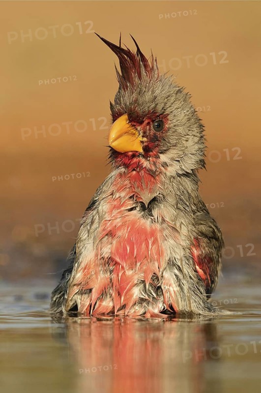 Pyrrhuloxia (Cardinalis sinuatus) male, Texas, USA