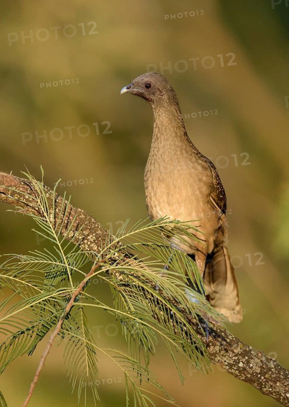 Plain Chachalaca (Ortalis vetula mccalli) perched on a branch, Texas, USA