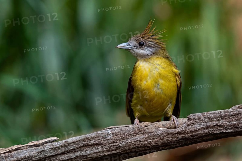 White-throated Bulbul (Alophoixus flaveolus burmanicus), Yunnan, China