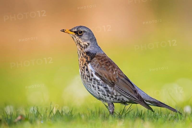 Juniper thrush, (Turdus pilaris), animals, birds, family of thrushes, Rosensteinpark, Stuttgart, Baden-Würrttemberg, Federal Republic of Germany
