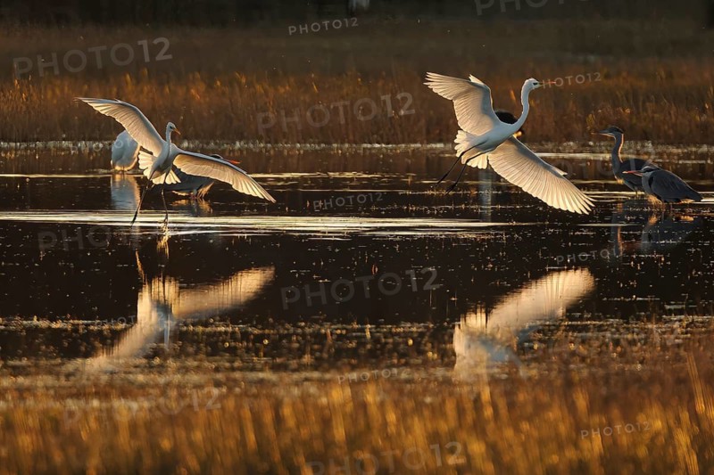 Egrets and herons gracefully taking flight over a tranquil wetland, their reflections shimmering in the water during a golden sunset, capturing the beauty of nature in wetland of the Emporda