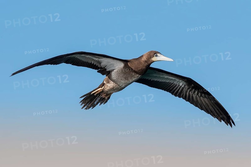 Brown Booby (Sula leucogaster) flying, Eilat, Israel