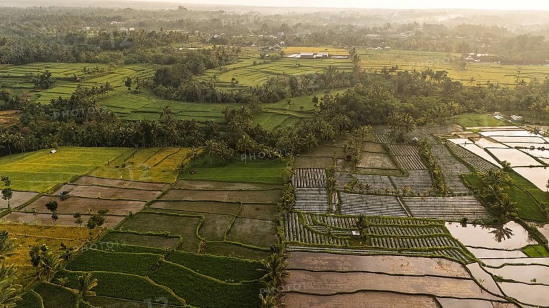 A golden sunrise illuminates the vibrant rice terraces of rural Indonesia. The patchwork of green paddies and tropical trees reflects traditional farming in a peaceful countryside