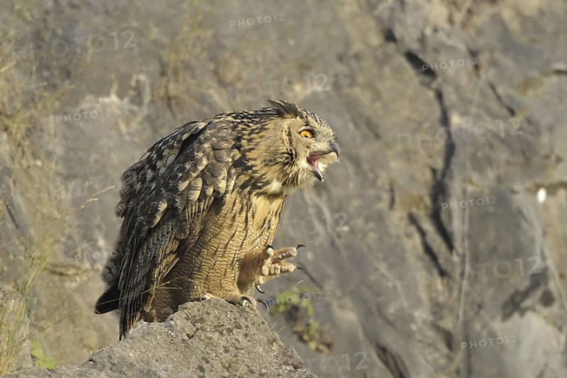 Eurasian Eagle-Owl (Bubo bubo), North Rhine-Westphalia, Germany