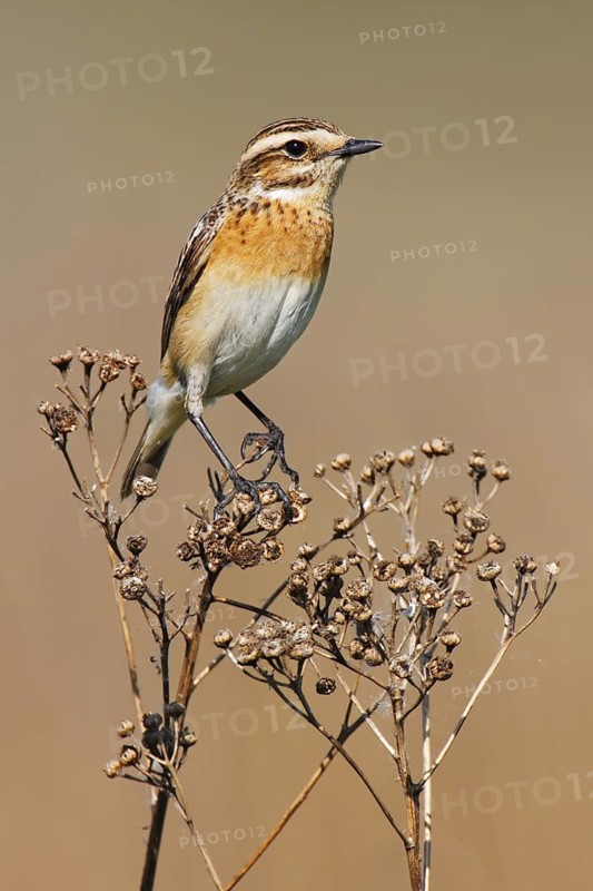 Whinchat (Saxicola rubetra) female, Brandenburg, Germany