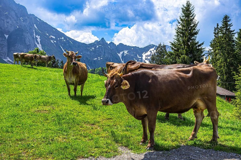 Cows with properly attached ear tags graze on an alpine pasture in the Swiss Alps near Urnäsch and Schwägalp, Canton of Appenzell Ausserrhoden, Switzerland. Swiss Brown Cattle with Properly Attached Ear Tags Graze on an Alpine Pasture in the Swiss Alps near Urnäsch and Schwägalp, Canton of Appenzell Ausserrhoden, Switzerland