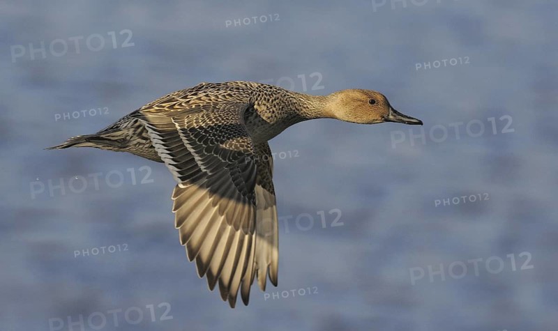 Northern Pintail (Anas acuta) female flying, British Columbia, Canada