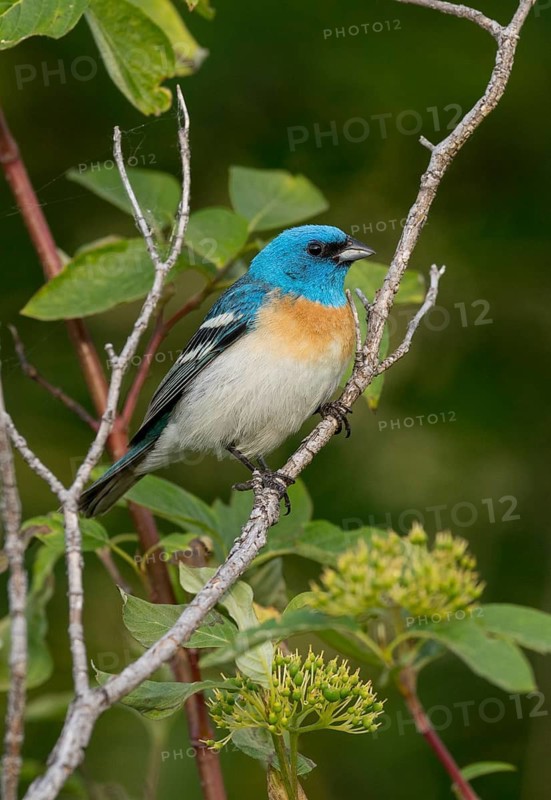 Lazuli Bunting (Passerina amoena) male perched on a branch, British Columbia, Canada