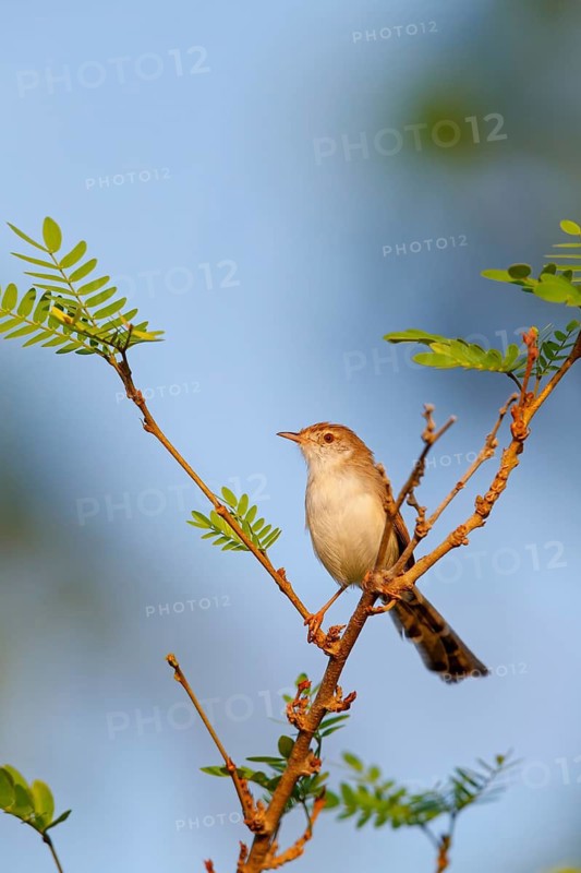 Striped Prinia, (Prinia gracilis), animal, animals, bird, birds, perching site, biotope, breeding site, Middle East, songbird, warbler family Muscat, Al Qurm Park, Muscat, Oman
